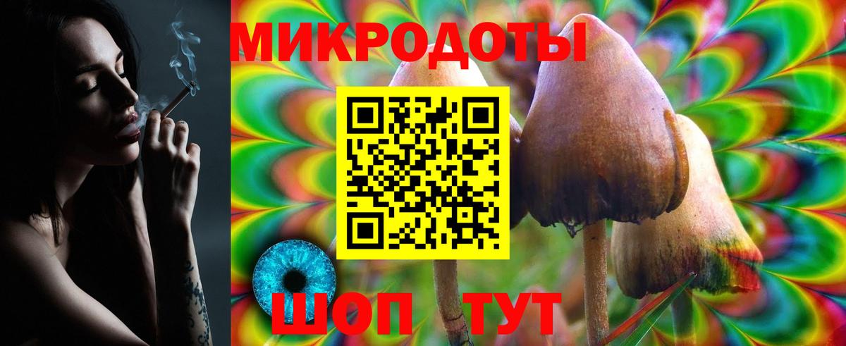 Галлюциногенные грибы Psilocybe Томск
